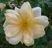 Buttercream rose photo