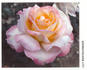 Lily Bertschinger rose photo