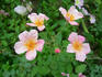 Mateo's Silk Butterflies rose photo
