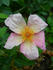 Mateo's Silk Butterflies rose photo