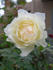 Callista rose photo