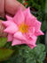 ARMLB2 rose photo