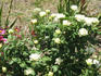 Twin rose photo