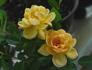Mother Lode ™ rose photo