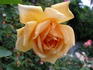 Souvenir de Madame Boullet rose photo