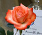 Equinox ™ rose photo