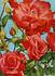 Coral Crown rose photo