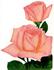Nobility rose photo