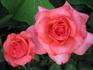 Spellbound ™ rose photo