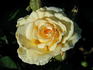 Golden Age rose photo
