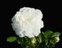 Ivory Carpet ™ rose photo