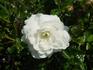 Ivory Carpet ™ rose photo