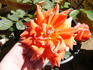 Bloomsday rose photo
