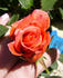 Bloomsday rose photo