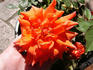 Bloomsday rose photo