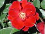 Santa Claus rose photo