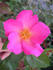 ARMLB1 rose photo