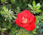 Nemesis ™ rose photo