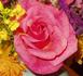 Sevilliana rose photo