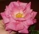 Sevilliana rose photo