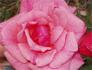 Sevilliana rose photo