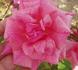 Sevilliana rose photo
