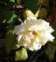 Dividend rose photo