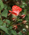 Andie MacDowell ™ rose photo