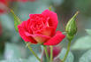 Jim Dandy rose photo