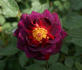 Red Scentsation ™ rose photo