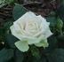 Vanilla Kordana rose photo