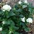 Vanilla Kordana rose photo