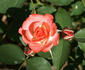 Andie MacDowell ™ rose photo