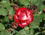 Picotee ™ rose photo