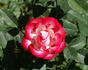 Picotee ™ rose photo