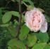 Carissima rose photo