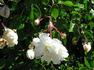 Frau Albert Hochstrasser rose photo