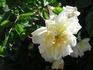 Frau Albert Hochstrasser rose photo