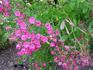 Lilliput rose photo