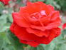American Spirit rose photo