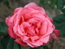 South Seas rose photo