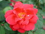 Texan rose photo