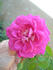 ALBXGEI rose photo