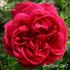 Comtesse O'Gorman rose photo
