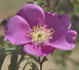 Cantab rose photo