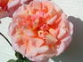 Wild Ginger rose photo