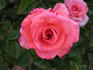 Sommerfreude rose photo