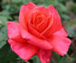 Ain't She Sweet rose photo