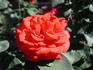 Apache Belle rose photo
