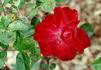 Cinnabar Improved rose photo